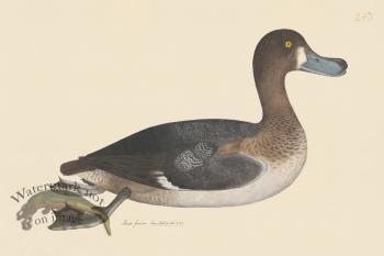 Rudbeck CFA 243 Pochard